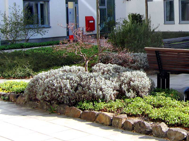 n_n_b_30  Fruehjahr Ahorn1.jpg